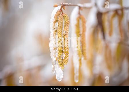 Schneefall im Frühling. Junge männliche Katzenkatzen von Corylus avellana, Gemeine Hasel auf den Zweigen des Baumes in der Nähe der weiblichen Blume. Stockfoto