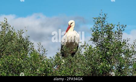 Weißstorch (Ciconia ciconia) auf einem Baum in der Dehesa de Abajo, Naturschutzgebiet in La Puebla del Río, Sevilla, Spanien Stockfoto