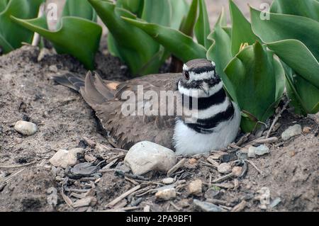 Ein Killer sitzt auf dem Nest. Stockfoto