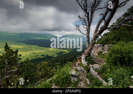 Ein alter trockener Baum auf einem hohen Berg bewölkter, wettergrüner Quellwald. Einsamer blattloser Baum auf dem Berg Stockfoto