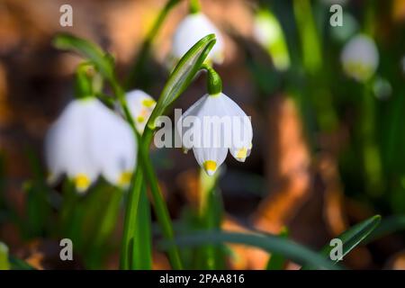 Wunderschöne Schneetropfen, die im Wald blühen. Frühling. Stockfoto