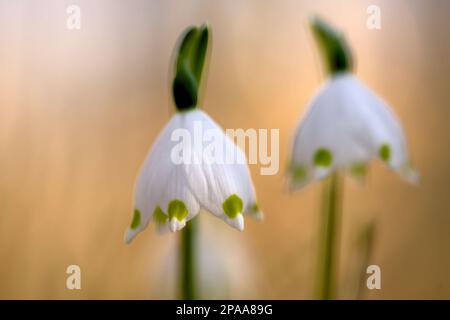 Wunderschöne Schneetropfen, die im Wald blühen. Frühling. Stockfoto