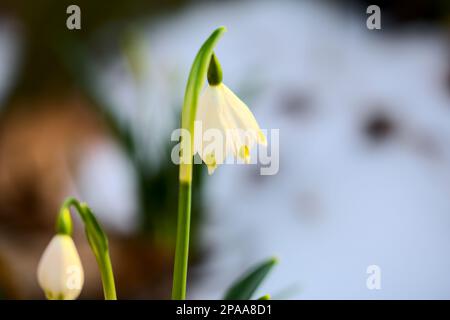 Wunderschöne Schneetropfen, die im Wald blühen. Frühling. Stockfoto