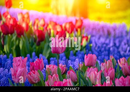 Rosa Tulpen und blaue Hyazinthen bei Sonnenuntergang. Stockfoto