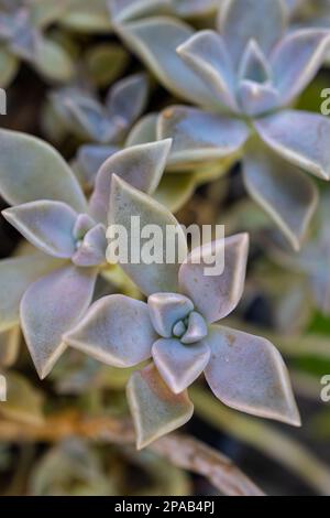 Detailangaben zur Perlmutterpflanze (Graptopetalum paraguayense). Stockfoto