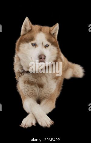 Ein kupferfarbener Husky-Hund mit blauen Augen an einer Kette, isoliert auf schwarzem Hintergrund. Stockfoto