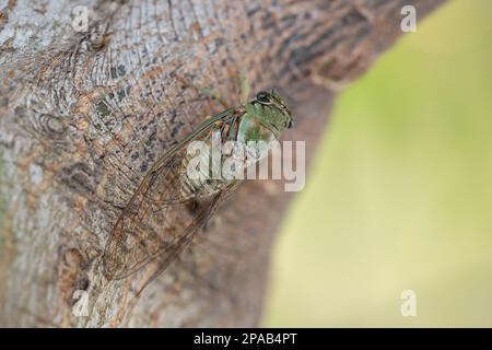 Cicada (Cicadidae), die auf einem Baumstamm ruht. Makrofotografie. Stockfoto