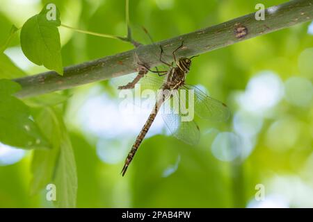 Auf einem Ast ruhende Libelle (Synthemistidae). Makrofotografie. Stockfoto