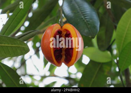 Nahaufnahme einer natürlich offenen Frucht mit hochgiftigen Samen in einer Eve-Apfelpflanze (Tabernaemontana Dichotoma) Stockfoto