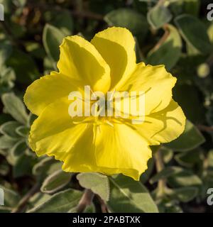 Oenothera drummondii ist eine Strauchart der Familie Onagraceae. Sie haben eine selbsttragende Wachstumsform. Sie stammen aus der Vereinigten S. Stockfoto