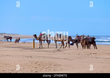 Essaouira, Marokko - Januar 29 2019: Dromedare und Pferde mit ihren Sätteln am Strand warten darauf, geritten zu werden. Stockfoto