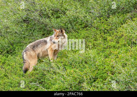 Denali Park, Alaska, USA - 25. Juli 2011: Nahaufnahme des Braunwolfs in der grünen Buschvegetation. Stockfoto