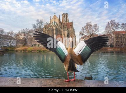 Ägyptische Gans, die am Feuersee vor der Johanneskirche mit ihren Flügeln flattert Stockfoto