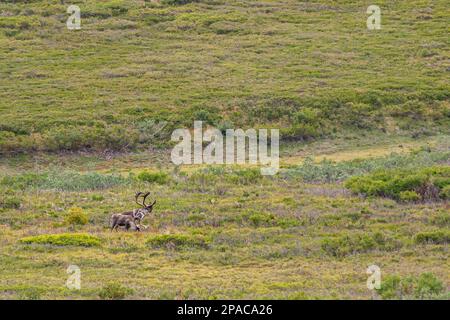 Denali Park, Alaska, USA - 25. Juli 2011: Weite Landschaft aus grüner Tundra mit zwei riesigen Yukon-Elchen Stockfoto