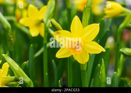 Daffodil (Narcissus pseudonarcissus), auch als gewöhnliches Narzissus oder Trompetennarzissus bezeichnet Stockfoto