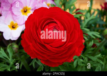 Ranunculus asiaticus Blume, persische Butterblume Stockfoto