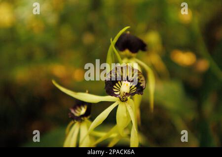 Prosthechea cochleata ist die Nationalblume von Belize, wo sie als Schwarze Orchidee bekannt ist Stockfoto