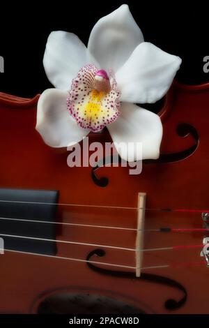 Weiße Orchidee auf Violinstille Stockfoto