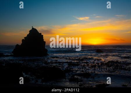 Seagull on Top of Rock in Silhouette Beobachten Sie den Sonnenuntergang bei Last Light, Sonoma Coast, Kalifornien Stockfoto