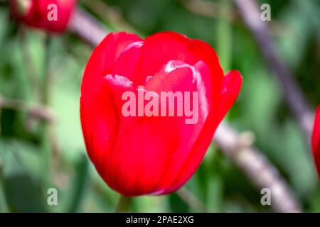 Leuchtend rote Tulipa Red Power an einem sonnigen Frühlingstag, Nahaufnahme Stockfoto