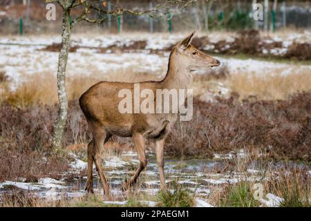 Red Deer Hind in der niedrigen Wintersonne, Staffordshire, Großbritannien Stockfoto