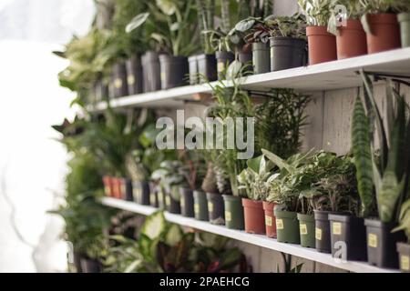 Regale einer Reihe von Zimmerpflanzen. Aloe Vera, Schlangenpflanzen, Farne, Pilea usw. Stockfoto