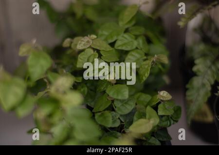 Makroaufnahme der Fiscus-pumila-Pflanze Stockfoto