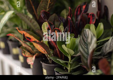 Nahaufnahme von Croton und anderen Zimmerpflanzen im Regal Stockfoto
