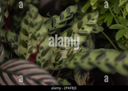 Makroaufnahme von Klapperschlangen-Pflanzen-Laub Stockfoto