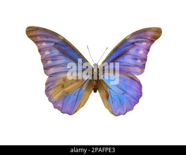 Wunderschöner empfindlicher exotischer Schmetterling auf weißem Hintergrund Stockfoto