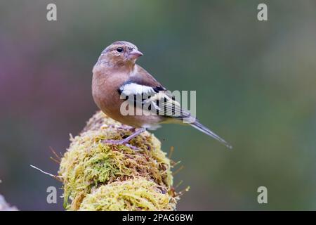 Männlich auf moosem Baumstamm Stockfoto