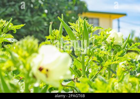 Nahaufnahme des wachsenden Okra oder Okro Abelmoschus esculentus, auch bekannt als Lady Finger. Stockfoto