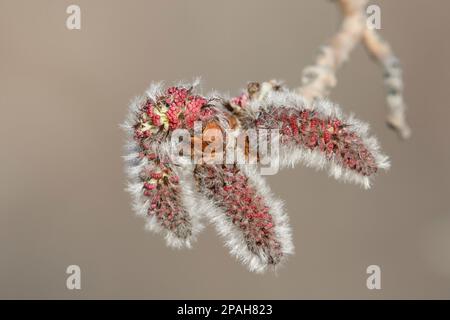 Katzenkatzen auf zitterndem Aspenbaum (Populus tremuloides) im Frühling, Calgary, Kanada Stockfoto