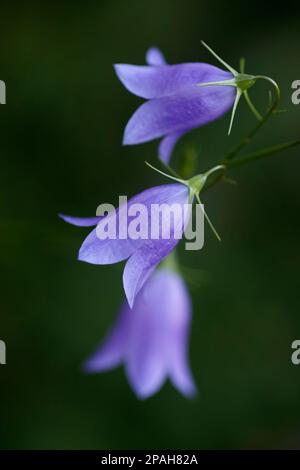 Harebells (Campanula rotundifolia) im Griffith Woods Natural Environment Park, Calgary, Kanada Stockfoto