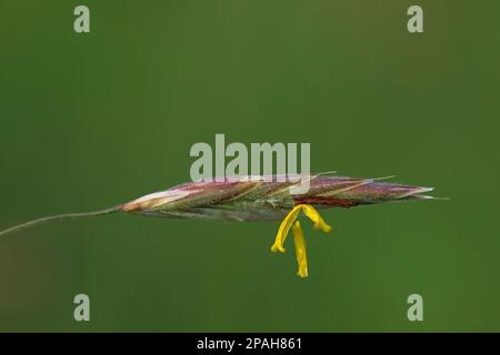 Glattes Bromegras mit Blüten und grünem Hintergrund, Alberta, Kanada. Bromus inermis Stockfoto