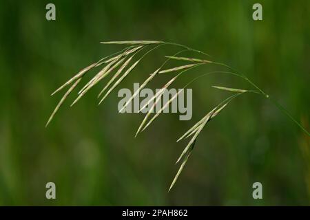 Glattes Brome-Gras mit grünem Hintergrund, Alberta, Kanada. Bromus inermis Stockfoto