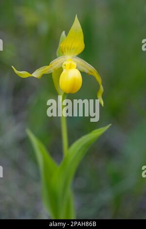 Yellow Lady's Slipper Orchidee in der Walduntergeschichte der Weaselhead Flats Natural Area, Alberta, Kanada (Cypripedium parviflorum) Stockfoto