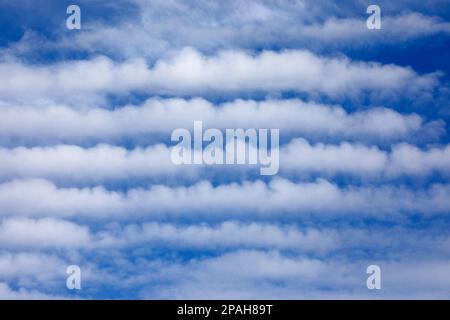 Nebenstraßen, eine Art Wolkenbildung, die auch als horizontale konvektive Rollen bezeichnet wird, in blauem Himmel. Calgary, Alberta, Kanada Stockfoto