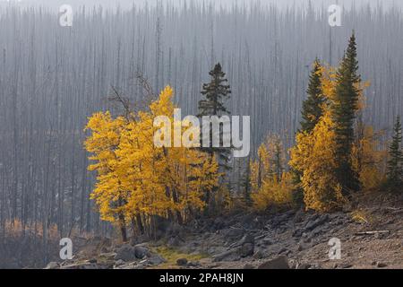 Überreste von Nadelbäumen und Laubbbäumen überlebten einen großen Waldbrand und bilden eine Saatgutbank für die Wiederaufbereitung nach Waldbränden im Jasper National Park, Kanada Stockfoto