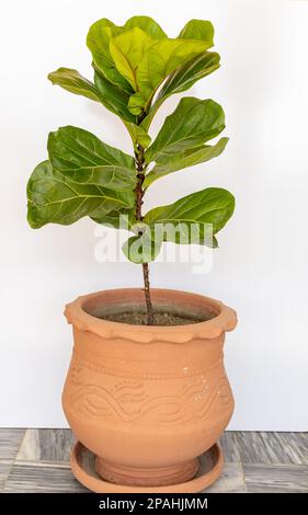 Ficus-Lyrata-Pflanze mit großen grünen Blättern in einem großen Topf auf weißem Hintergrund Stockfoto