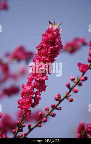 Kirschblüten Stockfoto