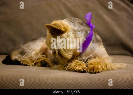 Süßer, trauriger, gelangweilter Yorkshire Terrier-Hund mit einer lila Schleife um den Hals liegt auf einer grauen Couch in einer neuen Wohnung. Ein Welpe als Geschenk. Ein hübsches Hundetier zu Hause. Stockfoto