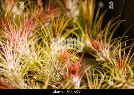 Tillandsia trendige exotische Pflanzen wachsen ohne Boden. Ungewöhnliche grüne rosa Blume. Makrotapete für Luftanlagen. Blühendes Sukkulent in wilder Natur im Dunkeln Stockfoto