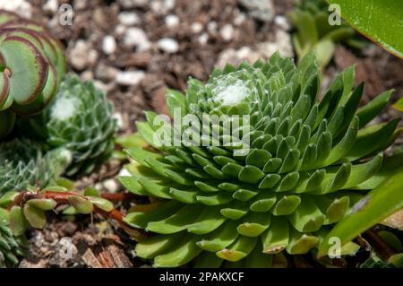 Sydney Australia, Sempervivum arachnoideum oder Cobweb House-Lauch mit Küken im Garten Stockfoto