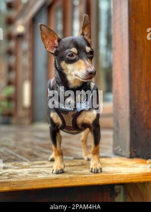 Ich bin auf der Suche - Wachhund Stockfoto