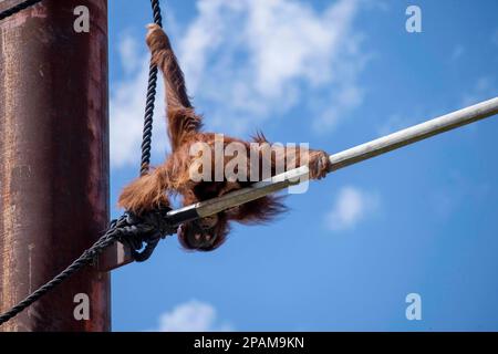 Sydney, New South Wales, Australien. 11. März 2023. Sumatran Orangutan (Pongo abelii) im Zoo von Sydney in Sydney, New South Wales, Australien. Orang-Utans sind bekannt für ihr unverwechselbares rotes Fell und sind das größte Arboreal-Säugetier, das die meiste Zeit in Bäumen verbringt. Orang-Utans sind in den Regenwäldern Indonesiens und Malaysias heimisch. Sie finden sich heute nur in Teilen von Borneo und Sumatra, während des Pleistozän reichten sie jedoch in Südostasien und Südchina. (Kreditbild: © Tara Malhotra/ZUMA Press Wire) NUR REDAKTIONELLE VERWENDUNG! Nicht für den kommerziellen GEBRAUCH! Stockfoto