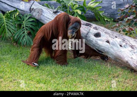 Sydney, New South Wales, Australien. 11. März 2023. Sumatran Orangutan (Pongo abelii) im Zoo von Sydney in Sydney, New South Wales, Australien. Orang-Utans sind bekannt für ihr unverwechselbares rotes Fell und sind das größte Arboreal-Säugetier, das die meiste Zeit in Bäumen verbringt. Orang-Utans sind in den Regenwäldern Indonesiens und Malaysias heimisch. Sie finden sich heute nur in Teilen von Borneo und Sumatra, während des Pleistozän reichten sie jedoch in Südostasien und Südchina. (Kreditbild: © Tara Malhotra/ZUMA Press Wire) NUR REDAKTIONELLE VERWENDUNG! Nicht für den kommerziellen GEBRAUCH! Stockfoto