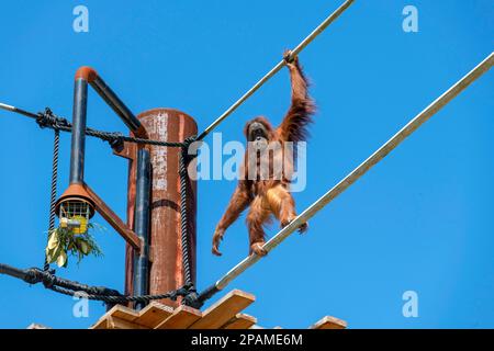 Sydney, New South Wales, Australien. 11. März 2023. Sumatran Orangutan (Pongo abelii) im Zoo von Sydney in Sydney, New South Wales, Australien. Orang-Utans sind bekannt für ihr unverwechselbares rotes Fell und sind das größte Arboreal-Säugetier, das die meiste Zeit in Bäumen verbringt. Orang-Utans sind in den Regenwäldern Indonesiens und Malaysias heimisch. Sie finden sich heute nur in Teilen von Borneo und Sumatra, während des Pleistozän reichten sie jedoch in Südostasien und Südchina. (Kreditbild: © Tara Malhotra/ZUMA Press Wire) NUR REDAKTIONELLE VERWENDUNG! Nicht für den kommerziellen GEBRAUCH! Stockfoto