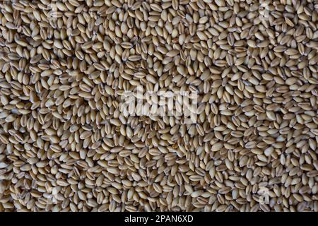 Ganzer organischer harter roter Weizen, roh, ungekocht, Vollbild-Nahaufnahme Stockfoto