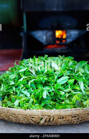 Grüne Teeblätter trocknen in einem Korb aus Korb Stockfoto